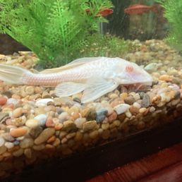 Albino Doom Fish