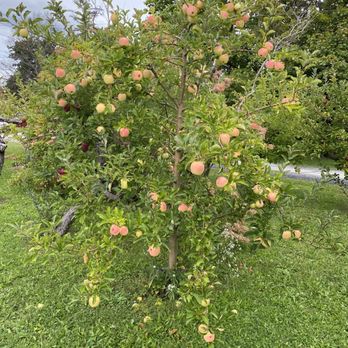 Sage's Apples - an apple tree in a field - Fruits & Veggies Near Me - Chardon, Ohio Sage's Apples - an apple tree in a field - Fruits & Veggies Near Me - Chardon, Ohio