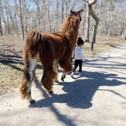 Long Island Yarn & Farm