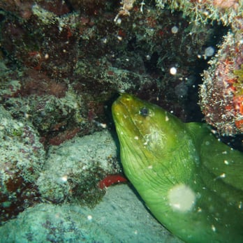 Key Largo Dive Center - Scuba Diving Near Me - Key Largo, Florida