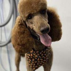 Zoomin Groomin - Norfolk, VA