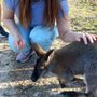 Photo of Pawsitive Animal Encounters