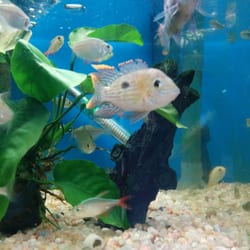 Acuario - Green devils, I think?