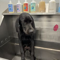 Lizzi & Rocco's Natural Pet Market - Sad pup getting a nice cleaning