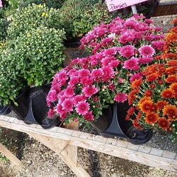 Petal Pushers Nursery