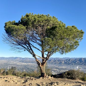 Wisdom Tree - THIS. - Landmarks & Historical Buildings Near Me - Los Angeles, California