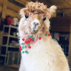 Lozano Farms Mobile Petting Zoo