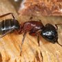 Photo of Hosterman's Home Services Pest Management