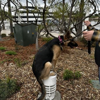 STABLE Dog Training - Sasha trying(and achieving) new things she'd never try before. - Pet Training Near Me