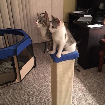 Long Beach Humane Society - Mila & Sibi playing - Animal Shelters Near Me - Island Park, New York