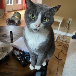My cat in good spirits! My cat in good spirits!