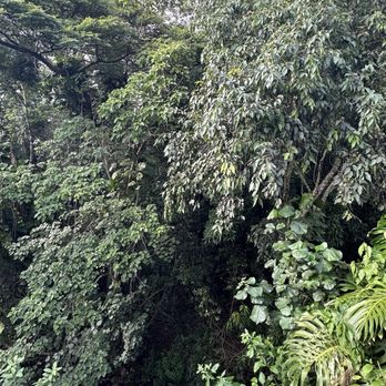 Waikomo Shave Ice - Jungle views at their tables. - Shaved Ice Near Me - Kalaheo, Hawaii Waikomo Shave Ice - Jungle views at their tables. - Shaved Ice Near Me - Kalaheo, Hawaii