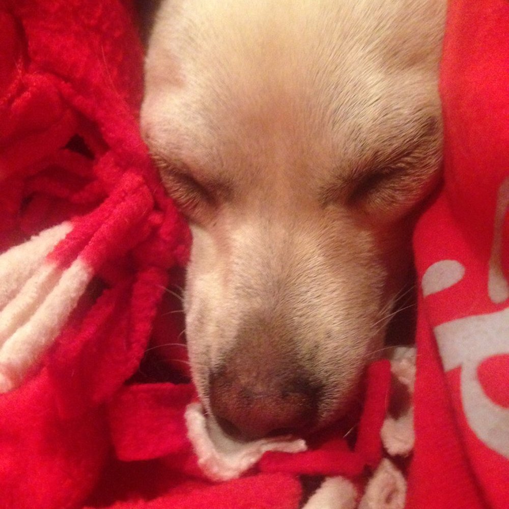 PetSmart - The little dog we shopped for... - Pet Stores Near Me - Rancho Cucamonga, California PetSmart - The little dog we shopped for... - Pet Stores Near Me - Rancho Cucamonga, California