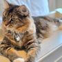 Photo of Maroc Coons Cattery