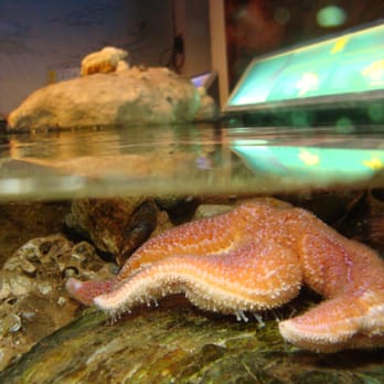Mareis - Les bassins du bord de plage - Aquariums Near Me - Étaples, 62 Mareis - Les bassins du bord de plage - Aquariums Near Me - Étaples, 62