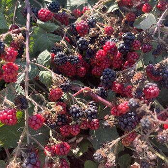 EARTHseed Farm - Pick Your Own Farms Near Me - Sebastopol, California EARTHseed Farm - Pick Your Own Farms Near Me - Sebastopol, California