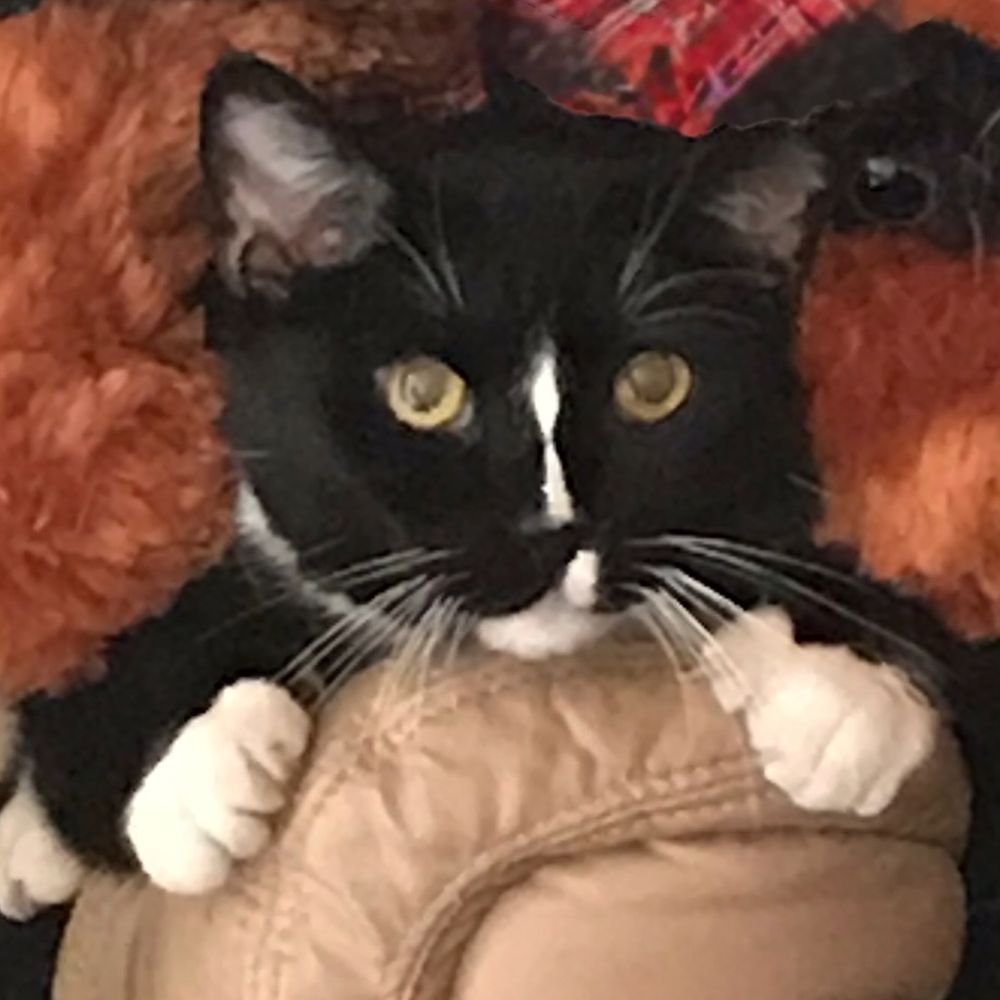My pretty kitty - Marley was handled by Tony of Small Paws Cremation with the love and tenderness we needed in our time of grief. My pretty kitty - Marley was handled by Tony of Small Paws Cremation with the love and tenderness we needed in our time of grief.