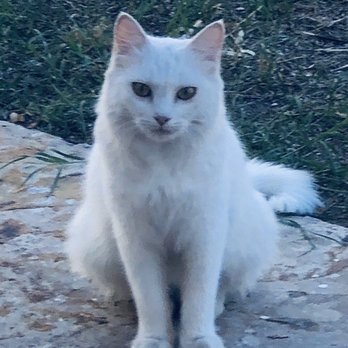 Church's Chicken - Primary neighborhood cat responsible for tearing into the bagged box! - Chicken Wings Near Me - El Paso, Texas Church's Chicken - Primary neighborhood cat responsible for tearing into the bagged box! - Chicken Wings Near Me - El Paso, Texas