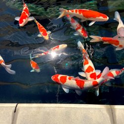 Mystic Koi & Water Gardens