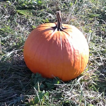 Johnny Appleseed Farm - Biggest Pumpkin Ever - Fruits & Veggies Near Me - Ellington, Connecticut Johnny Appleseed Farm - Biggest Pumpkin Ever - Fruits & Veggies Near Me - Ellington, Connecticut