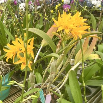Seagrove Orchids - Gorgeous orchid - Nurseries & Gardening Near Me - Seagrove, North Carolina