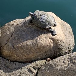 Eisenhower Park - Turtle