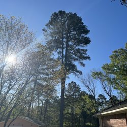 Moose's Tree Service - One of the tree I had removed.