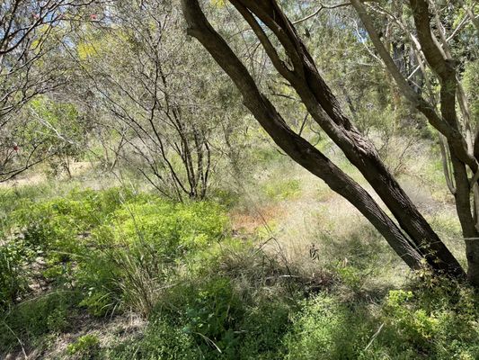 Adelaide Botanic Garden by null