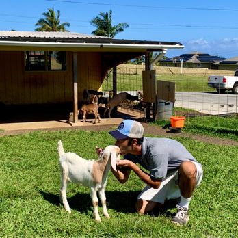 Honomu Goat Dairy - Gotta kiss em, lol. - Attraction Farms Near Me - Honomu, Hawaii Honomu Goat Dairy - Gotta kiss em, lol. - Attraction Farms Near Me - Honomu, Hawaii