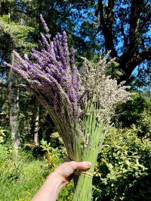 Wayward Winds Lavender Farm by null
