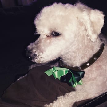 Anita's Pet Grooming - Clarence afterwards - Pet Groomers Near Me - Whittier, California