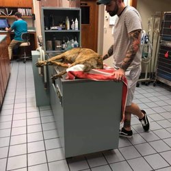 Kountry Kennel Doggie Board & Da - Dead thanks to Kountry Kennels.