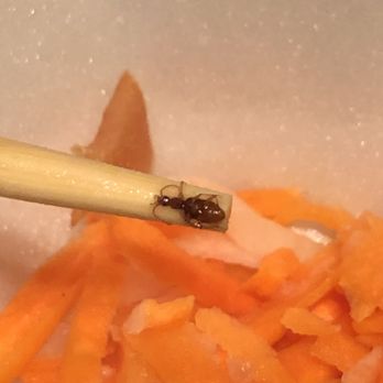 Pho Lee Hoa Phat - Cockroach in my soup - Vietnamese Near Me - Vacaville, California Pho Lee Hoa Phat - Cockroach in my soup - Vietnamese Near Me - Vacaville, California