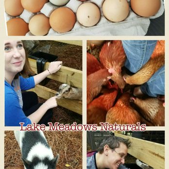 Lake Meadow Naturals - A bit of fun was had at Lake Meadows Naturals today.  Did you know you can pick your own eggs?? - Farmers Market Near Me - Ocoee, Florida