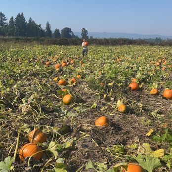 Bella Organic Farm - Fruits & Veggies Near Me - Portland, Oregon Bella Organic Farm - Fruits & Veggies Near Me - Portland, Oregon