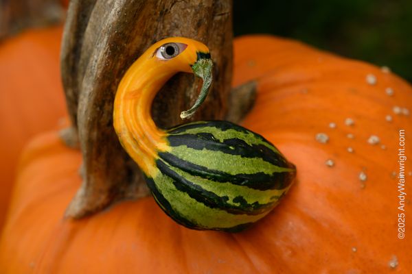 Forts Ferry Farm by null