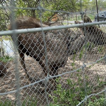 Yellowstone Bear World - Moose standing - Zoos Near Me - Rexburg, Idaho Yellowstone Bear World - Moose standing - Zoos Near Me - Rexburg, Idaho