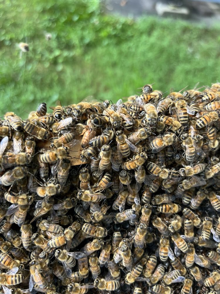 State Line Honey - beekeeping in Antioch, IL