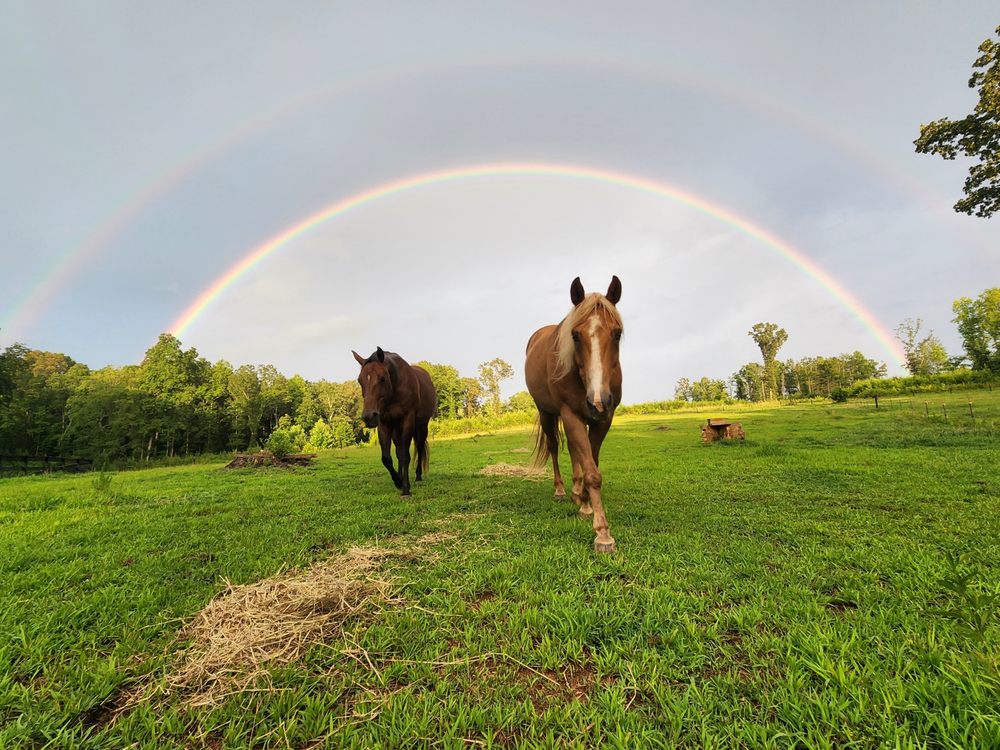 Lazy H Ranch - equestrian in Travelers Rest, SC