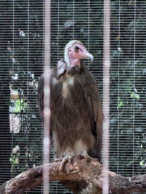 Honolulu Zoo by null