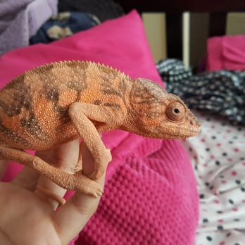 JTK Reptiles - Reptile Shops Near Me - Long Beach, California JTK Reptiles - Reptile Shops Near Me - Long Beach, California