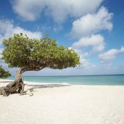 Players Choice Tours - Divi trees at Eagle Beach.