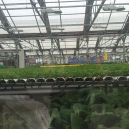 Greenhouse.  There's some Arugula in the front.