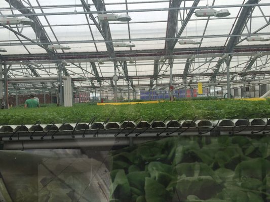 Gotham Greens by null