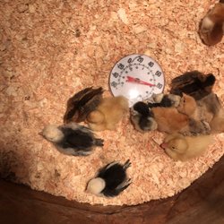 Babies!