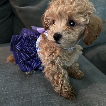 Tiny Toy Poodles - Our sweet Mochi - Pet Breeders Near Me Tiny Toy Poodles - Our sweet Mochi - Pet Breeders Near Me