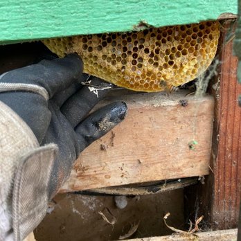 Aliza's Bee Removal - Removing Bee's live and non toxic is truly everyone's environmental responsibility. - Pest Control Near Me - Poway, California Aliza's Bee Removal - Removing Bee's live and non toxic is truly everyone's environmental responsibility. - Pest Control Near Me - Poway, California