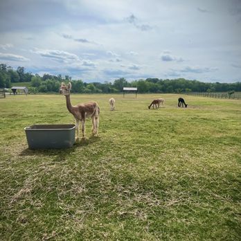 M&M Alpaca Farm - Attraction Farms Near Me - Pittsboro, North Carolina M&M Alpaca Farm - Attraction Farms Near Me - Pittsboro, North Carolina