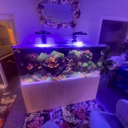 Aquatic Jewels - Display Tank