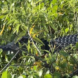 Florida Cracker Airboat Ride